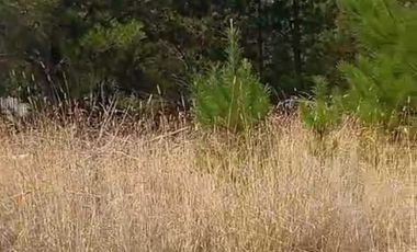 PARCELA 5000MTS PICHILEMU