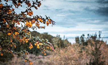 Parcela en venta en QUEILÉN