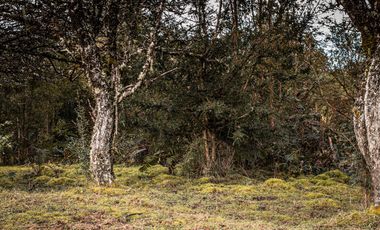 Parcela en venta en QUEILÉN