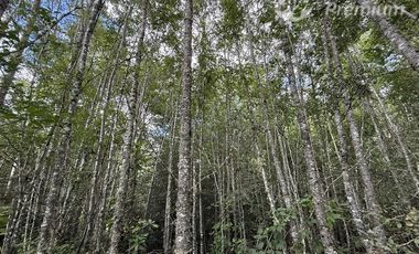 Parcela en Venta en 8 Faja Camino Loncoche Villarrica
