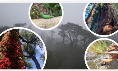 Sitio en Venta en Parque Nacional Puyehue