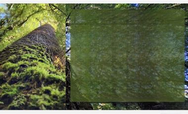 Sitio en Venta en Parque Nacional Puyehue