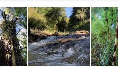 Sitio en Venta en Parque Nacional Puyehue