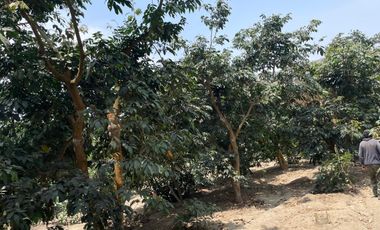 Terreno Rural Ideal para Proyecto Agrícola o Casa - Huerta