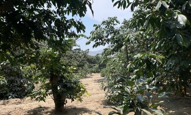 Terreno Rural Ideal para Proyecto Agrícola o Casa - Huerta