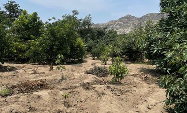 Terreno Rural Ideal para Proyecto Agrícola o Casa - Huerta