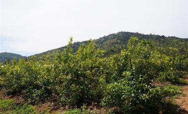 Parcela en Venta en Camino a Embalse Lliu Lliu - LIMACHE