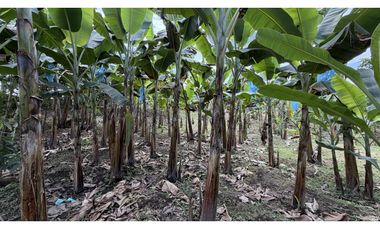 VENTA DE FINCA EN MONTENEGRO, QUINDO, COLOMBIA