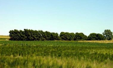 CAMPO MIXTO 520 HA