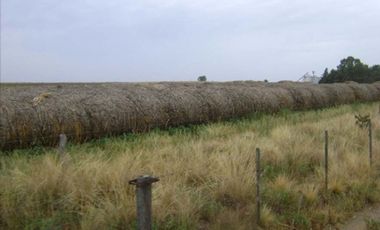 CAMPO MIXTO 520 HA