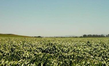 CAMPO MIXTO 520 HA