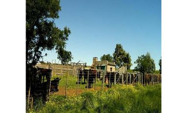 CAMPO MIXTO 520 HA