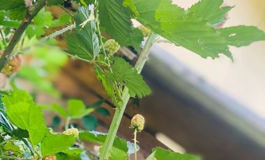 Casa en renta Xalapa zona Campestre San Andres Tlalnehuayocan