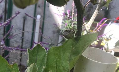 Casa en venta en Eco Aldea