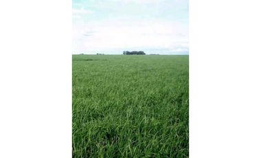 900 Ha agricolas Bordenave