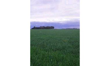 900 Ha agricolas Bordenave