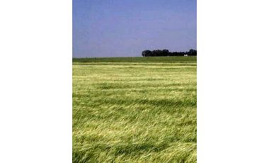 900 Ha agricolas Bordenave