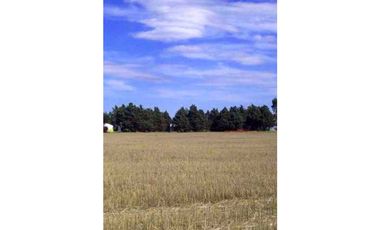 900 Ha agricolas Bordenave