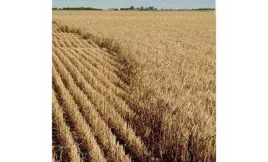 900 Ha agricolas Bordenave