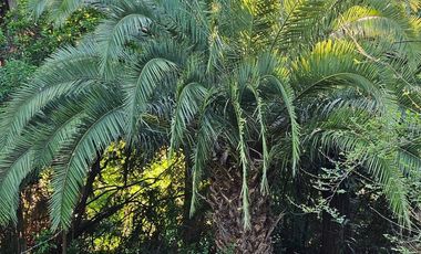 CASA a Refaccionar- IDEAL INVERSOR-3200 M2 DE PAZ