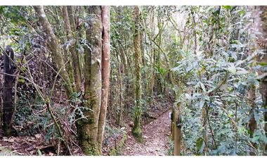 CP-542-Conjunto 7 Casas campestres-Santa Elena-V.El Cerro-S.Loma Verde