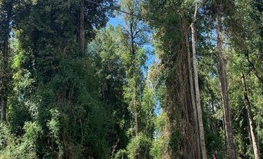 Parcela en Venta en Camino Ensenada, km 20, Fundo Arthur