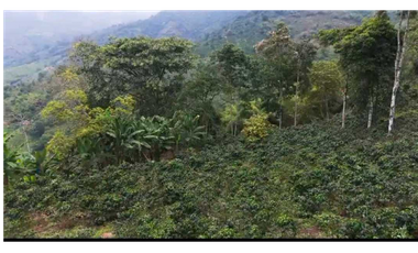 VENTA DE FINCA EN BUENAVISTA QUINDIO