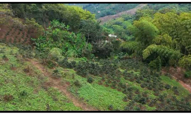 VENTA DE FINCA EN BUENAVISTA QUINDIO