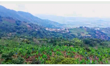VENTA DE FINCA EN BUENAVISTA QUINDIO
