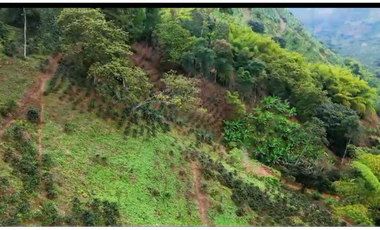 VENTA DE FINCA EN BUENAVISTA QUINDIO