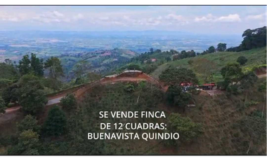 VENTA DE FINCA EN BUENAVISTA QUINDIO