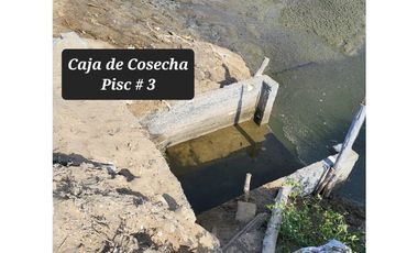 Camaronera en Venta – 41.72 Ha – Chanduy Santa Elena