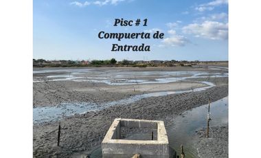 Camaronera en Venta – 41.72 Ha – Chanduy Santa Elena