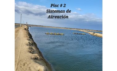 Camaronera en Venta – 41.72 Ha – Chanduy Santa Elena