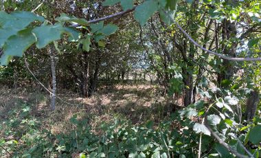 LINDO TERRENO DE 5000 MT EN SECTOR ROFUCO BAJO RIO BUENO