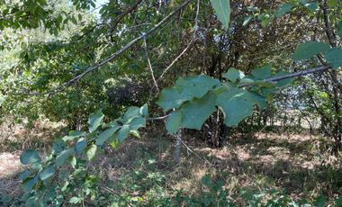 LINDO TERRENO DE 5000 MT EN SECTOR ROFUCO BAJO RIO BUENO