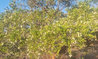Casa en venta en PICHILEMU
