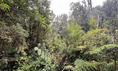 GRAN TERRENO CON  HERMOSO BOSQUE NATIVO
