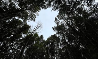 GRAN TERRENO CON  HERMOSO BOSQUE NATIVO