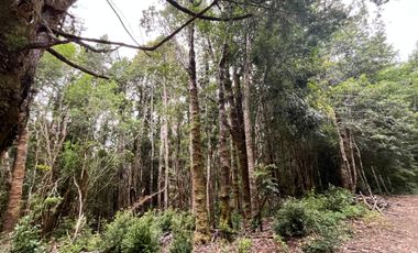 GRAN TERRENO CON  HERMOSO BOSQUE NATIVO