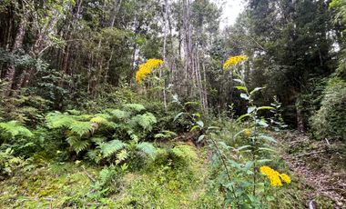GRAN TERRENO CON  HERMOSO BOSQUE NATIVO