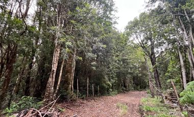 GRAN TERRENO CON  HERMOSO BOSQUE NATIVO