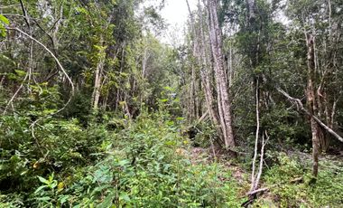 GRAN TERRENO CON  HERMOSO BOSQUE NATIVO