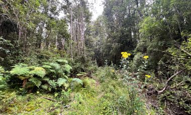 GRAN TERRENO CON  HERMOSO BOSQUE NATIVO