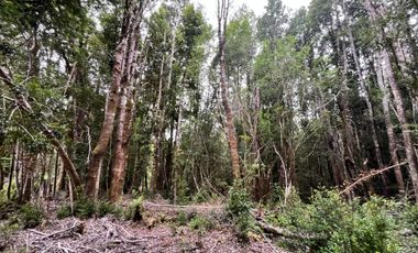 GRAN TERRENO CON  HERMOSO BOSQUE NATIVO