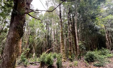 GRAN TERRENO CON  HERMOSO BOSQUE NATIVO