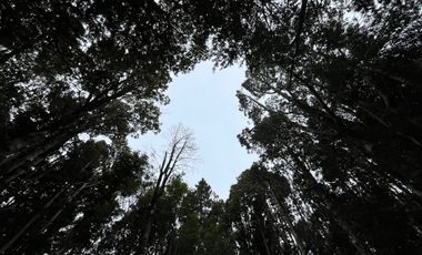 GRAN TERRENO CON  HERMOSO BOSQUE NATIVO