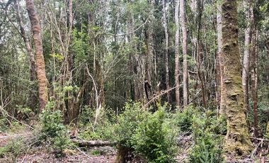 GRAN TERRENO CON  HERMOSO BOSQUE NATIVO