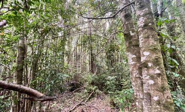 GRAN TERRENO CON  HERMOSO BOSQUE NATIVO