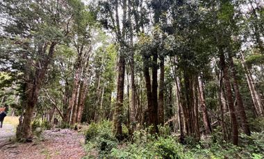 GRAN TERRENO CON  HERMOSO BOSQUE NATIVO